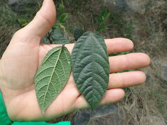 Ficus coronata, photograph author not stated, no rights reserved