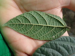 Ficus coronata, photograph author not stated, no rights reserved