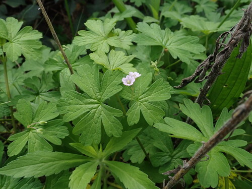 Geranium homeanum