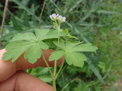 Geranium homeanum, photograph author not stated, no rights reserved