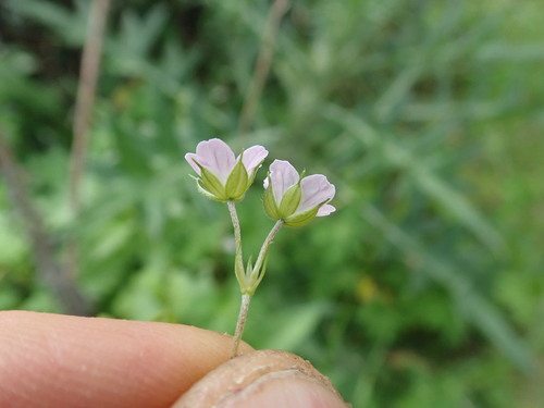 Geranium homeanum, photograph 2