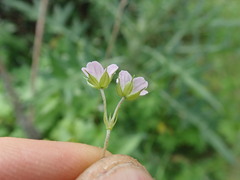 Geranium homeanum, photograph author not stated, no rights reserved