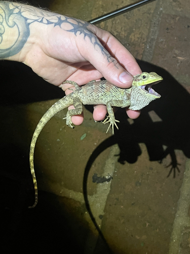 Siamese Blue Crested Lizard
