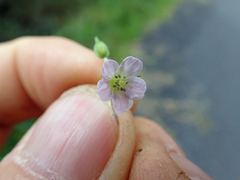Geranium homeanum, photograph author not stated, no rights reserved