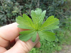 Geranium homeanum, photograph author not stated, no rights reserved