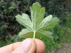 Geranium homeanum, photograph author not stated, no rights reserved