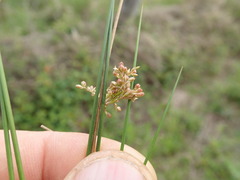 Juncus usitatus