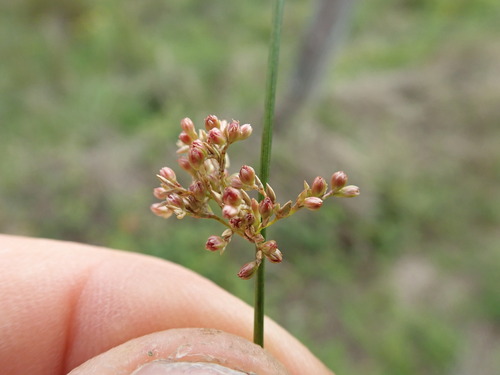 Juncus usitatus, photograph 1