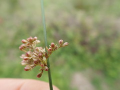 Juncus usitatus, photograph author not stated, no rights reserved