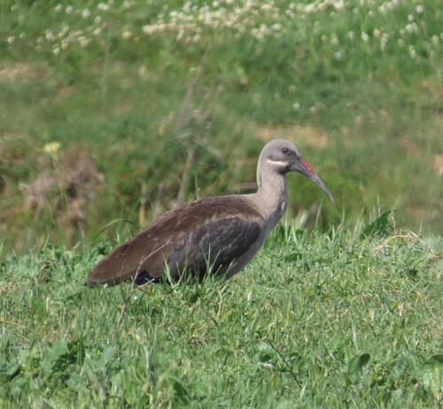 iNaturalist image