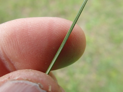 Juncus usitatus, photograph 3
