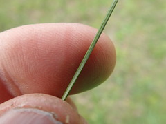 Juncus usitatus, photograph author not stated, no rights reserved