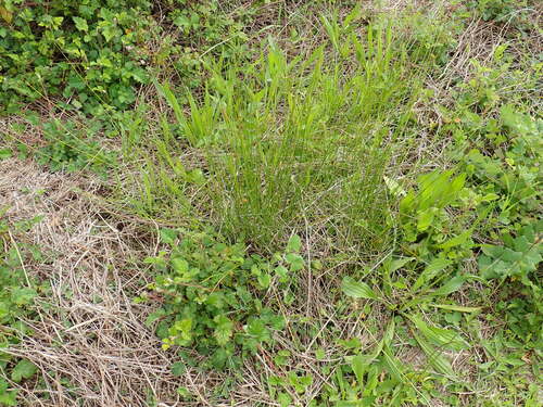 Juncus usitatus, photograph 4