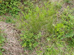 Juncus usitatus, photograph author not stated, no rights reserved