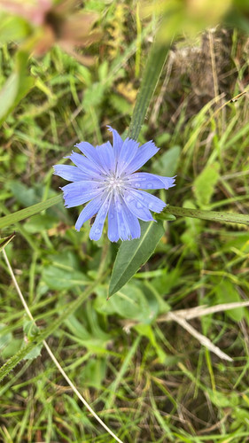 chicory