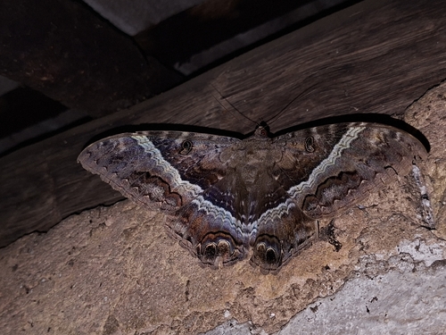 Mariposa-bruxa