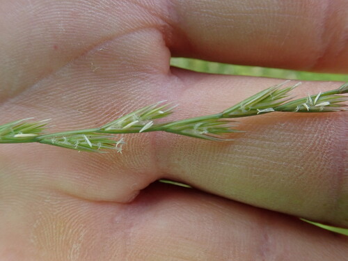 Lolium rigidum, photograph 5
