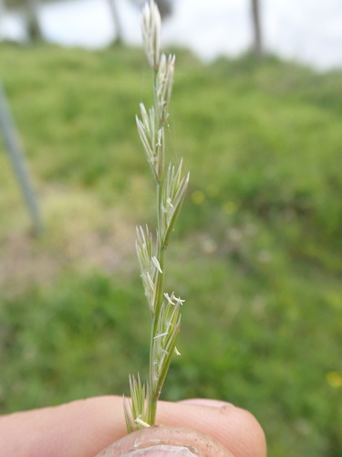 Lolium rigidum, photograph 6