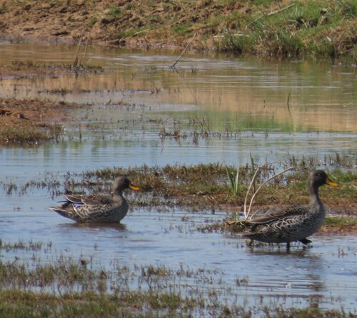 iNaturalist image