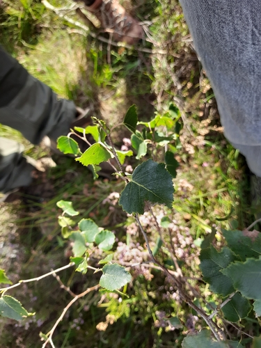 silver birch