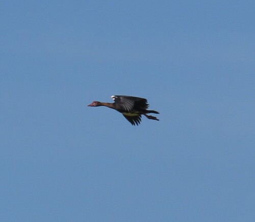 iNaturalist image