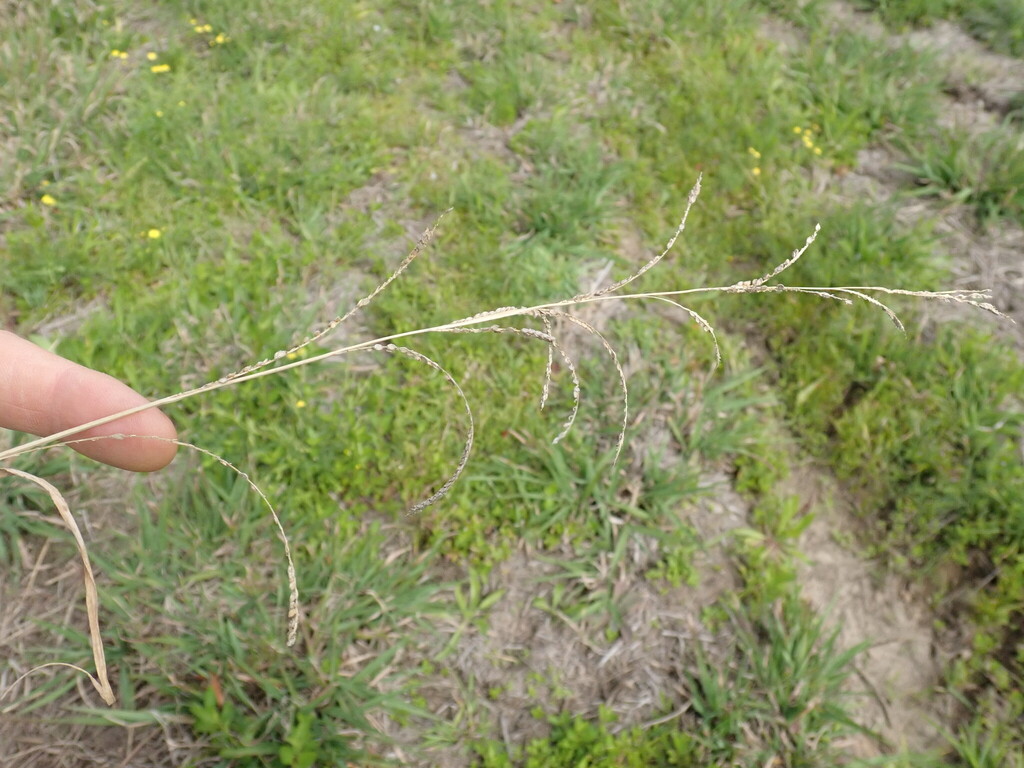 Paspalum urvillei; photograph author not stated, no rights reserved