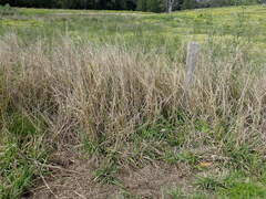 Paspalum urvillei, photograph author not stated, no rights reserved