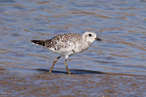 iNaturalist image