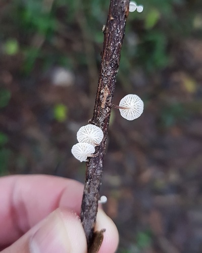 Fairy Parachutes