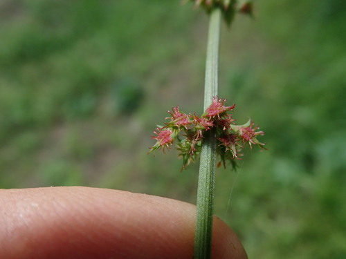 Rumex brownii, photograph 3