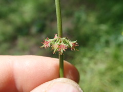 author not stated, no rights reserved Rumex brownii, photograph author not stated, no rights reserved