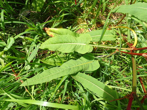 Rumex brownii, photograph 5