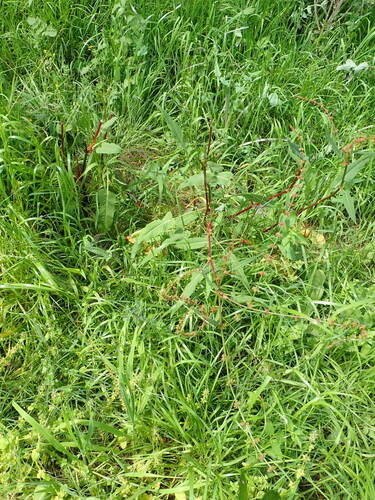 Rumex brownii, photograph 6