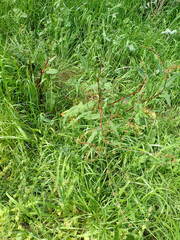 Rumex brownii, photograph author not stated, no rights reserved