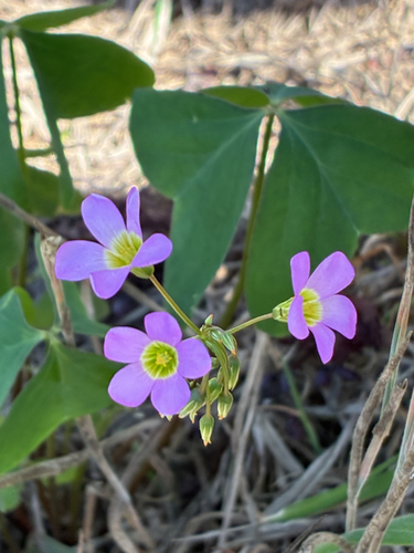Garden pink-sorrel