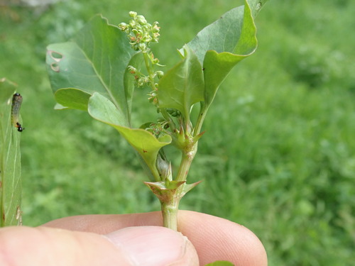 Rumex hypogaeus