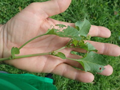 Rumex hypogaeus, photograph author not stated, no rights reserved