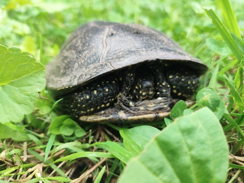 European Pond Turtle