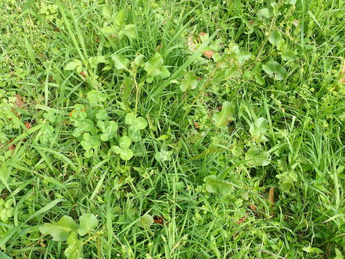 Rumex hypogaeus, photograph 2