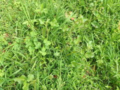 Rumex hypogaeus, photograph author not stated, no rights reserved