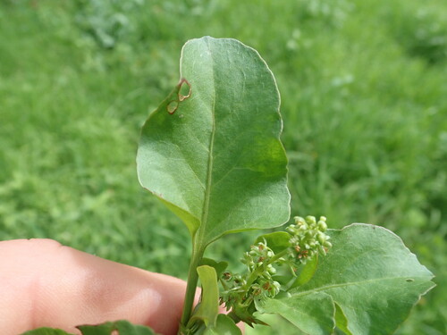 Rumex hypogaeus, photograph 3