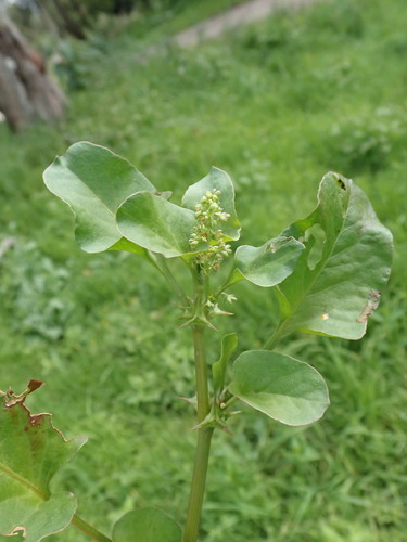 Rumex hypogaeus, photograph 4