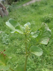 Rumex hypogaeus, photograph author not stated, no rights reserved
