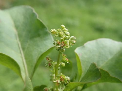 Rumex hypogaeus, photograph 5
