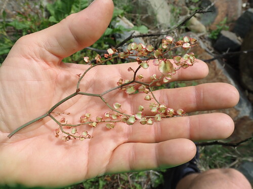 Rumex sagittatus, photograph 1