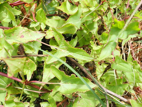 Rumex sagittatus