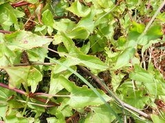 Rumex sagittatus