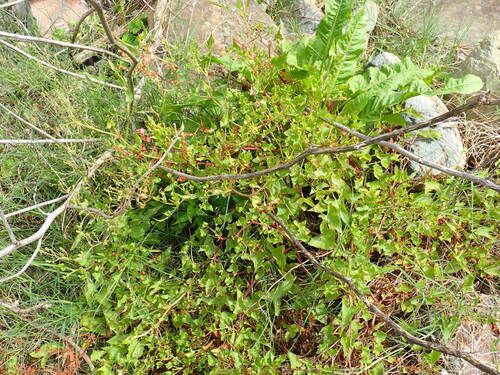 Rumex sagittatus, photograph 2