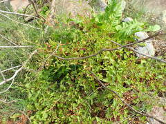 author not stated, no rights reserved Rumex sagittatus, photograph author not stated, no rights reserved