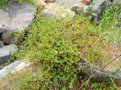 author not stated, no rights reserved Rumex sagittatus, photograph author not stated, no rights reserved